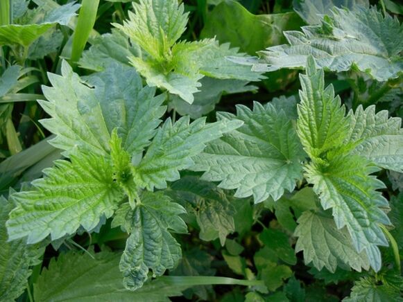 Ortiga para preparar una decocción medicinal para las varices.