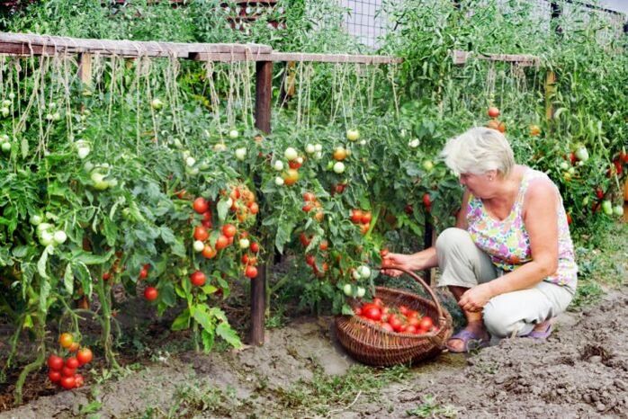 tomates de jardín para las venas varicosas